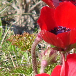 Fiori anemoni rossi