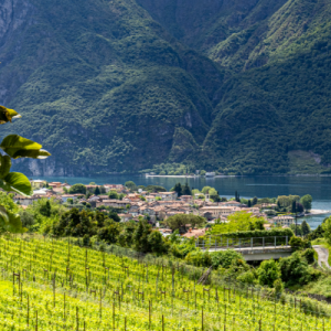 Wine Experience on Lake Como: vineyards, historic wine cellar and tasting with producers